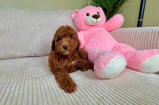 Mini Irish Doodle Pup Being Cute