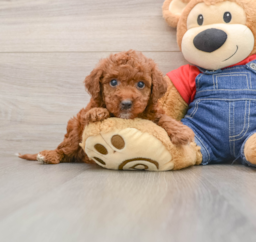 6 week old Mini Irish Doodle Puppy For Sale - Lone Star Pups