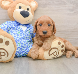 8 week old Mini Irish Doodle Puppy For Sale - Lone Star Pups