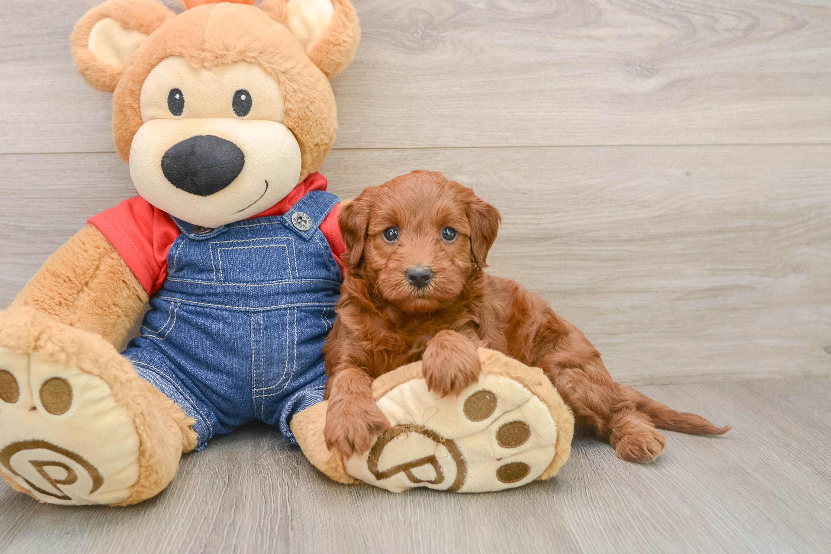 Little Setterdoodle Poodle Mix Puppy