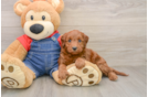 Little Setterdoodle Poodle Mix Puppy