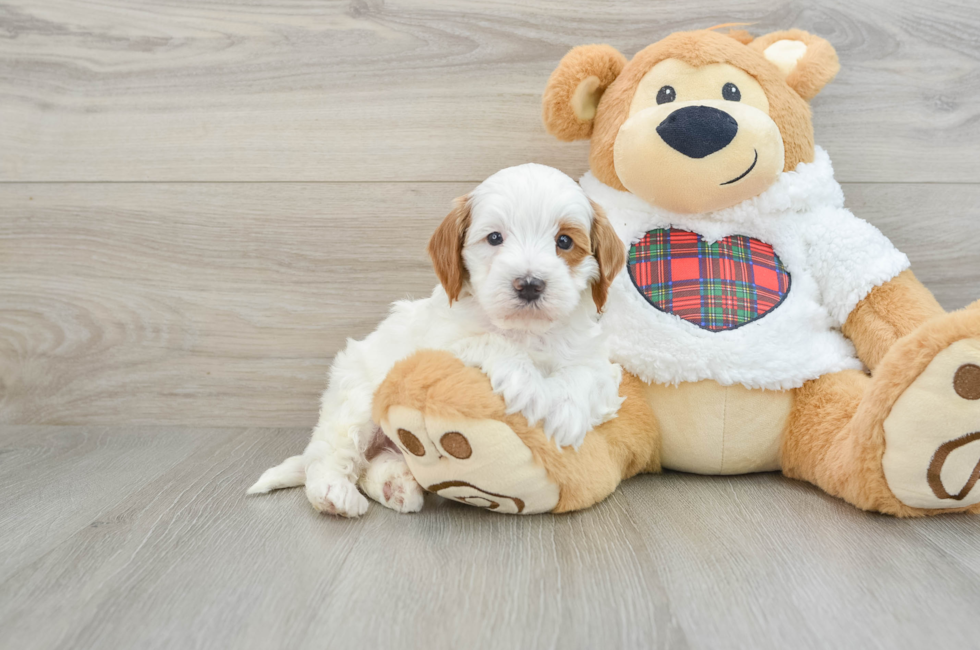 5 week old Mini Irish Doodle Puppy For Sale - Lone Star Pups