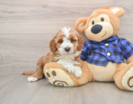 6 week old Mini Irish Doodle Puppy For Sale - Lone Star Pups