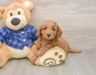 6 week old Mini Irish Doodle Puppy For Sale - Lone Star Pups