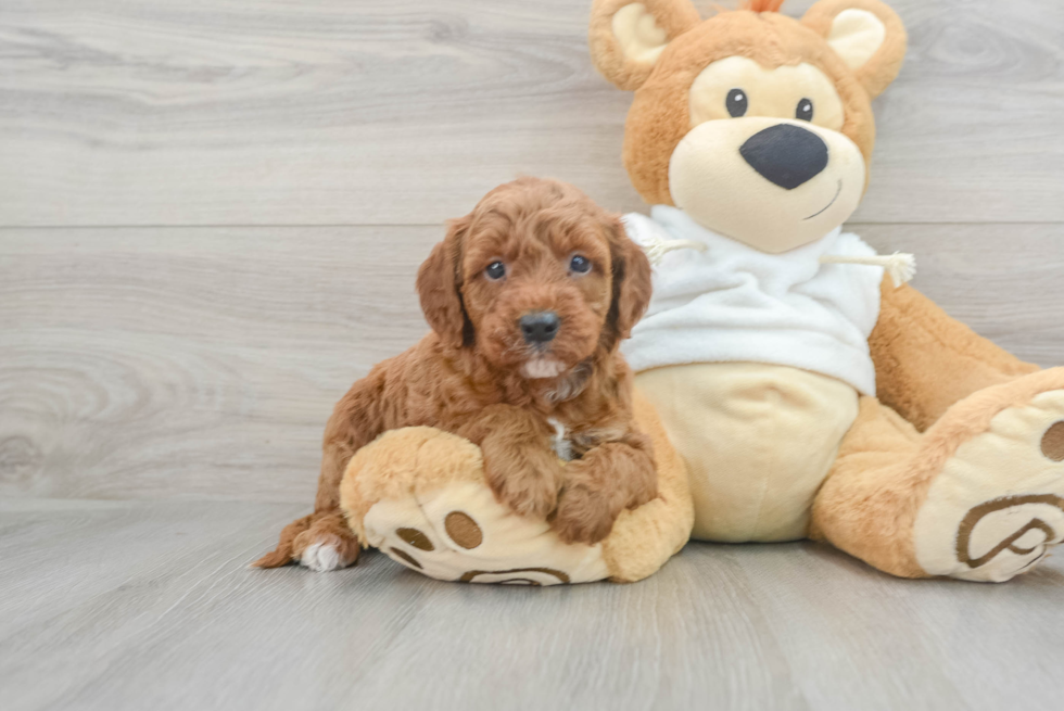 Little Mini Irishdoodle Poodle Mix Puppy