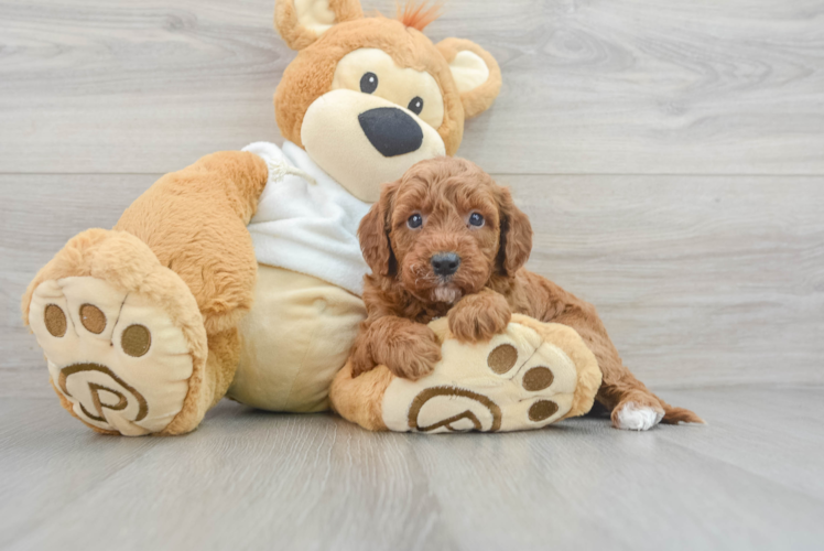 Petite Mini Irish Doodle Poodle Mix Pup
