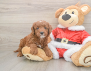 5 week old Mini Irish Doodle Puppy For Sale - Lone Star Pups