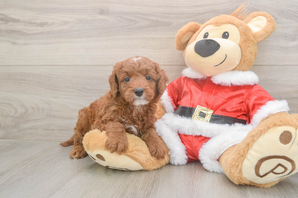 5 week old Mini Irish Doodle Puppy For Sale - Lone Star Pups