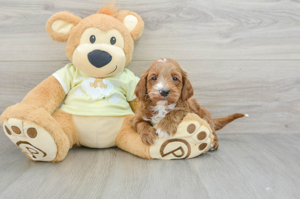 5 week old Mini Irish Doodle Puppy For Sale - Lone Star Pups