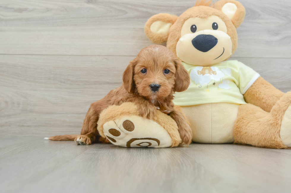 5 week old Mini Irish Doodle Puppy For Sale - Lone Star Pups