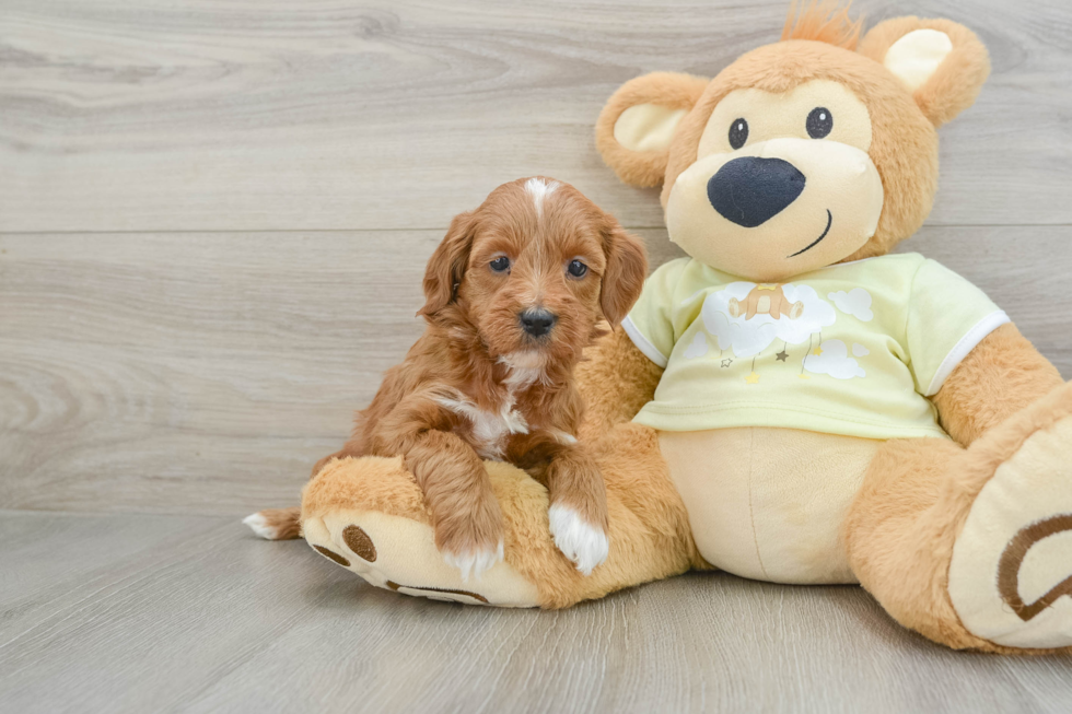 Hypoallergenic Setterdoodle Poodle Mix Puppy