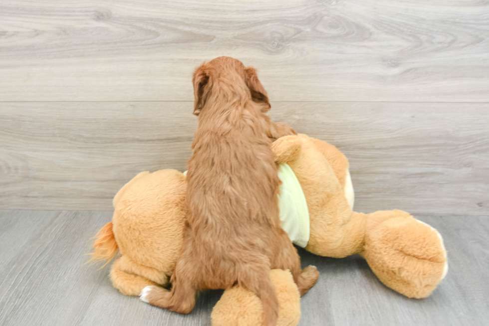 Fluffy Mini Irish Doodle Poodle Mix Pup