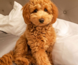 Mini Irish Doodle Puppies For Sale Lone Star Pups