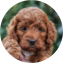 Mini Irish Doodle Puppy For Sale - Lone Star Pups