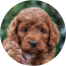 Mini Irish Doodle Puppies For Sale - Lone Star Pups