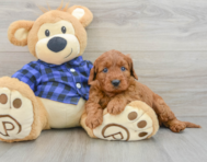7 week old Mini Irish Doodle Puppy For Sale - Lone Star Pups