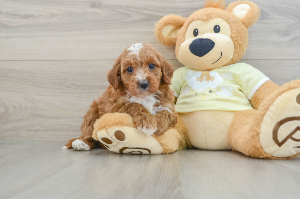 8 week old Mini Irish Doodle Puppy For Sale - Lone Star Pups