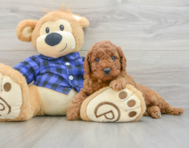7 week old Mini Irish Doodle Puppy For Sale - Lone Star Pups