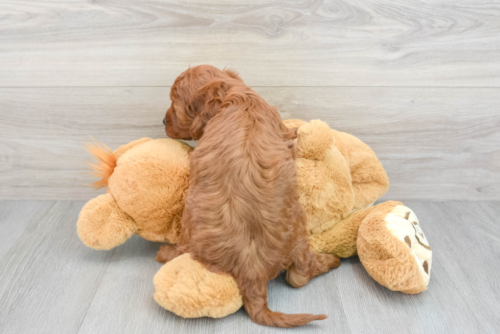 Funny Mini Irish Doodle Poodle Mix Pup