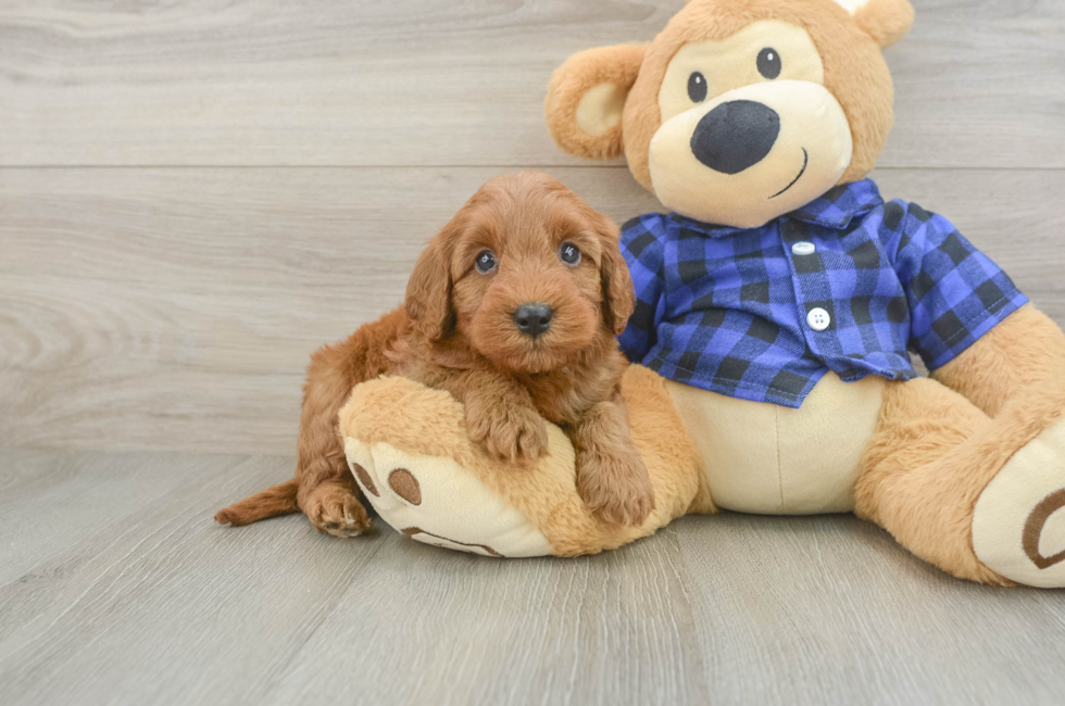 5 week old Mini Irish Doodle Puppy For Sale - Lone Star Pups
