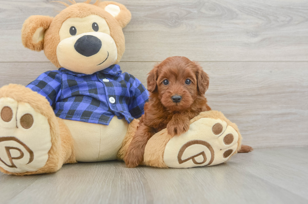 5 week old Mini Irish Doodle Puppy For Sale - Lone Star Pups