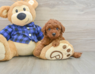 8 week old Mini Irish Doodle Puppy For Sale - Lone Star Pups