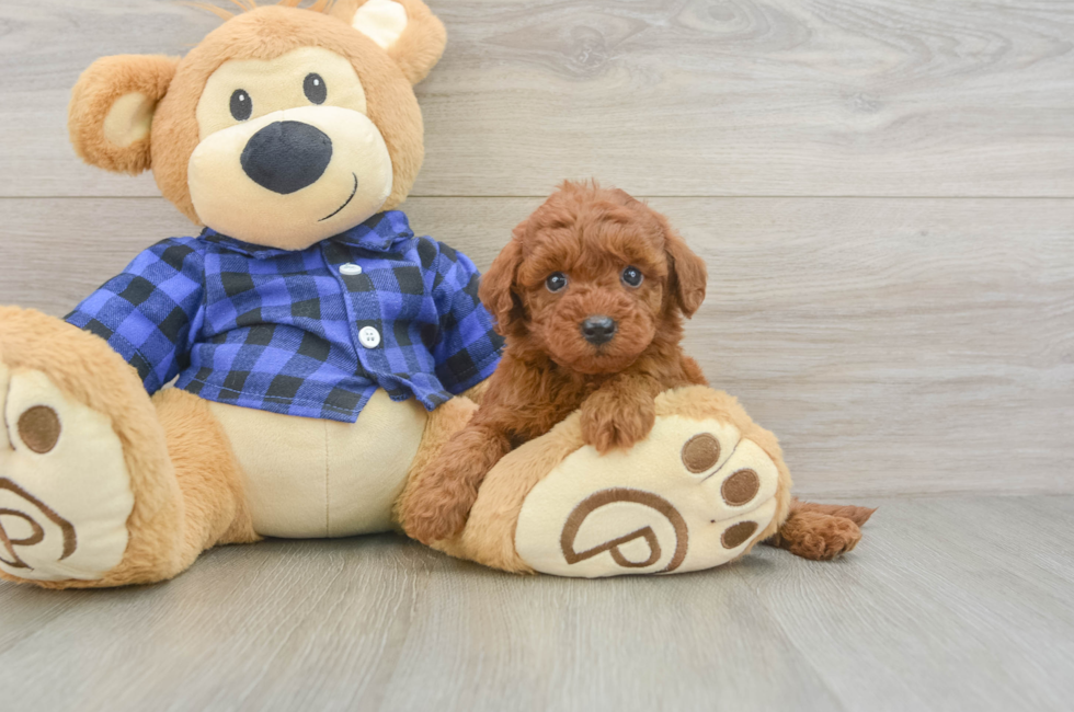 5 week old Mini Irish Doodle Puppy For Sale - Lone Star Pups