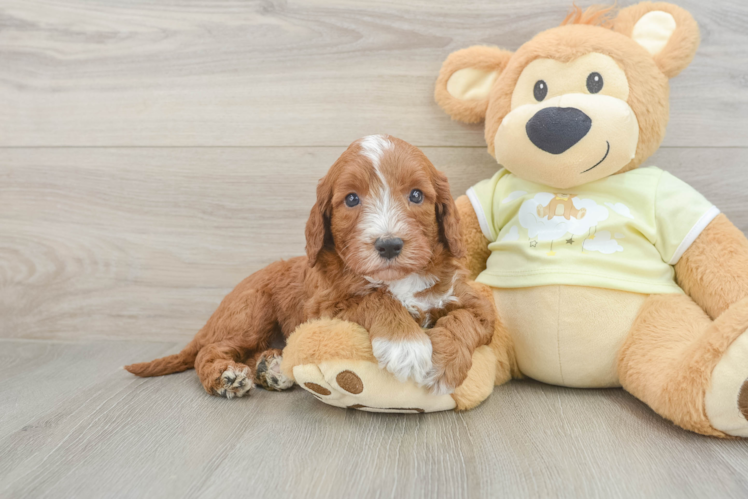 Mini Irish Doodle Puppy for Adoption