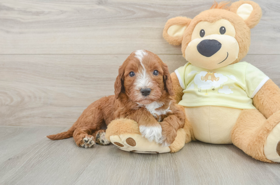5 week old Mini Irish Doodle Puppy For Sale - Lone Star Pups