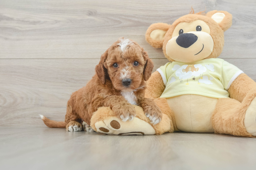 5 week old Mini Irish Doodle Puppy For Sale - Lone Star Pups