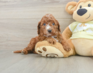 5 week old Mini Irish Doodle Puppy For Sale - Lone Star Pups