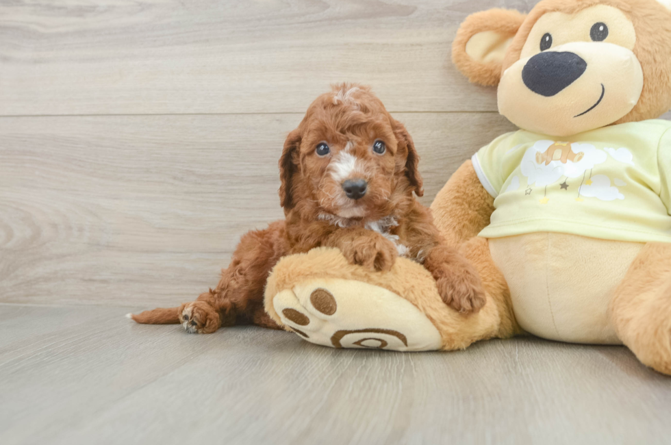 5 week old Mini Irish Doodle Puppy For Sale - Lone Star Pups