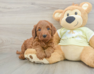 5 week old Mini Irish Doodle Puppy For Sale - Lone Star Pups