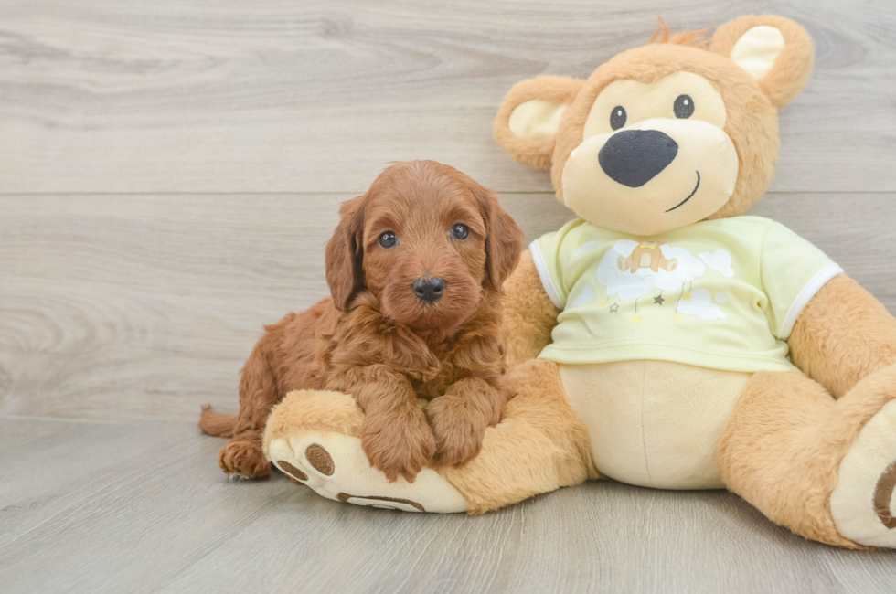 5 week old Mini Irish Doodle Puppy For Sale - Lone Star Pups