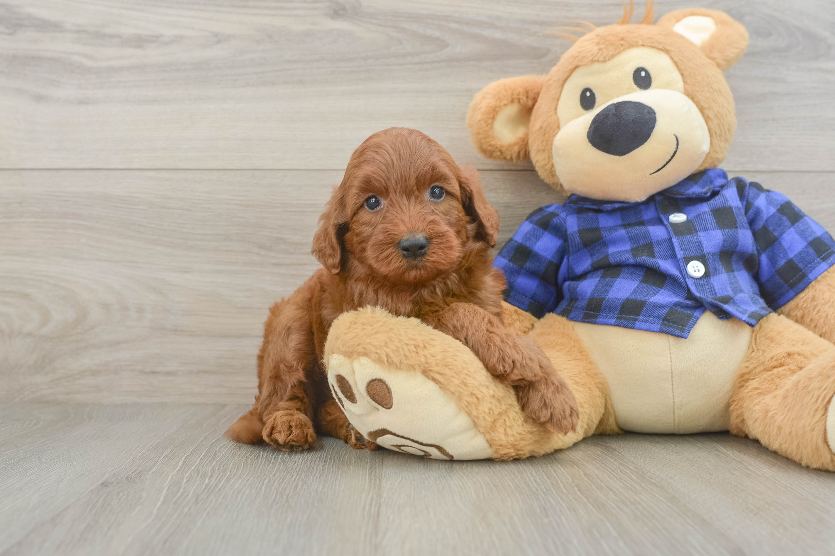 Mini Irish Doodle Pup Being Cute