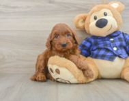 6 week old Mini Irish Doodle Puppy For Sale - Lone Star Pups