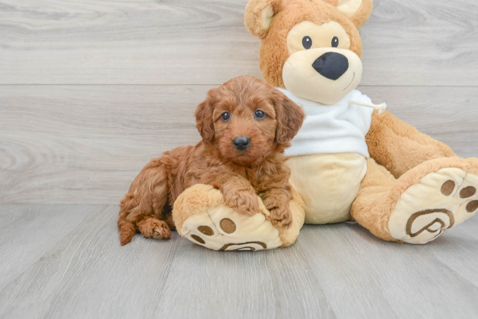 Sweet Mini Irish Doodle Baby
