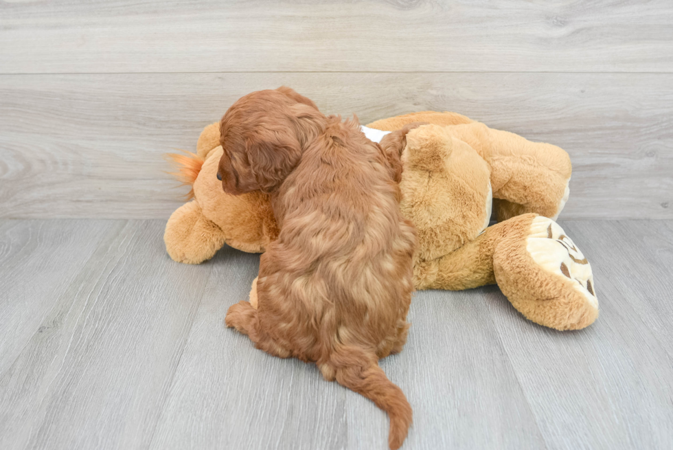 Mini Irish Doodle Pup Being Cute