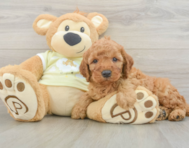 6 week old Mini Irish Doodle Puppy For Sale - Lone Star Pups