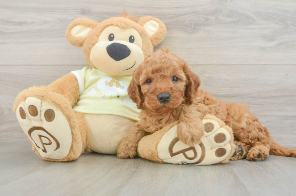 5 week old Mini Irish Doodle Puppy For Sale - Lone Star Pups