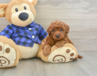 7 week old Mini Irish Doodle Puppy For Sale - Lone Star Pups