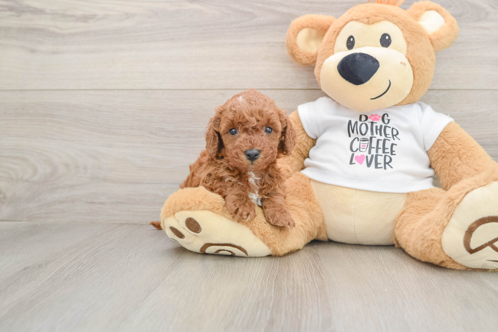 Funny Mini Irish Doodle Poodle Mix Pup