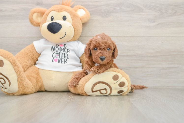 Mini Irish Doodle Puppy for Adoption