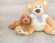 5 week old Mini Irish Doodle Puppy For Sale - Lone Star Pups