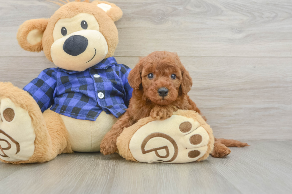 5 week old Mini Irish Doodle Puppy For Sale - Lone Star Pups