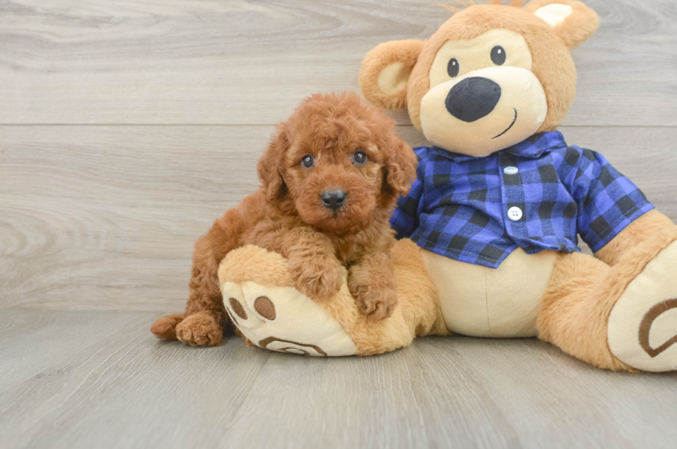 5 week old Mini Irish Doodle Puppy For Sale - Lone Star Pups