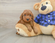 8 week old Mini Irish Doodle Puppy For Sale - Lone Star Pups