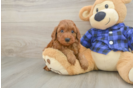 Fluffy Mini Irish Doodle Poodle Mix Pup