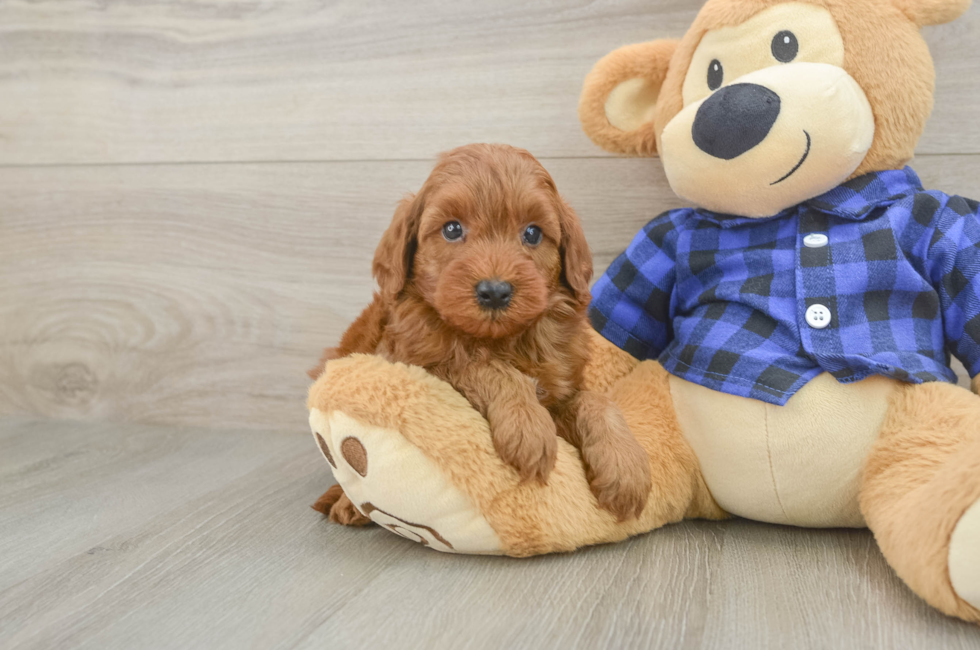 5 week old Mini Irish Doodle Puppy For Sale - Lone Star Pups