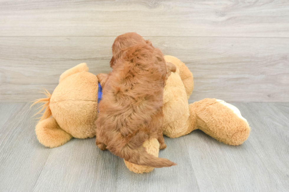 Mini Irish Doodle Pup Being Cute